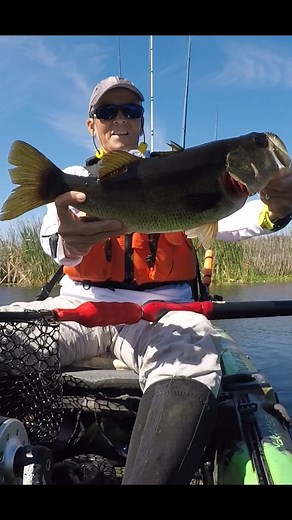 17K views · 288 reactions | Who doesn't love #skipping a #senko into the brush? #kayakfishing #floridaBass #ladyangler | Old Lady Angler | Facebook