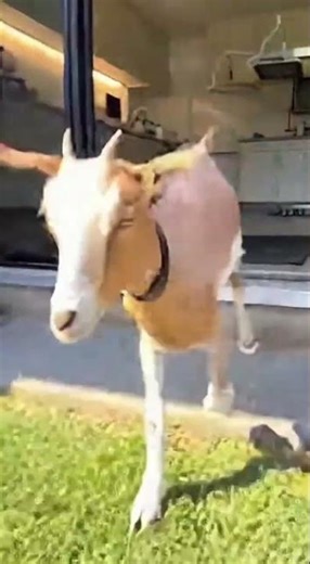 Emaciated Goat With Overgrown Hooves Learns to Walk Again