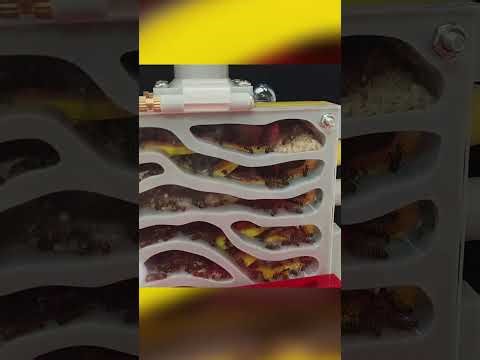 B1 Ant Nest Tunnel System | Ant Traffic Channel Demo