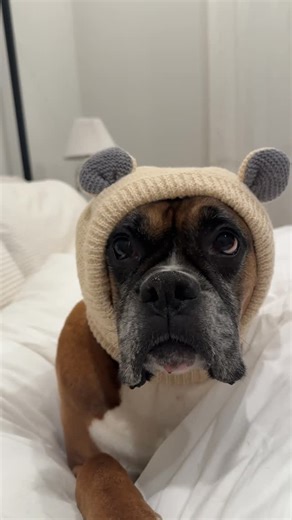 Princess Poppy on Instagram: "Be still my heart 🥹😫😫💞✨🩷 #dogtok #boxerdog #dogmom #fyp #foryoupage"
