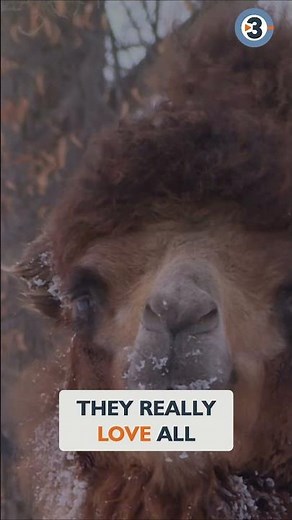 Zoo Animals in Winter: Surprising Cold Lovers! #shorts