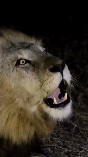 Welcome to African Safari Guide—Your Ultimate Wildlife Adventure Channel! 🦁🌍