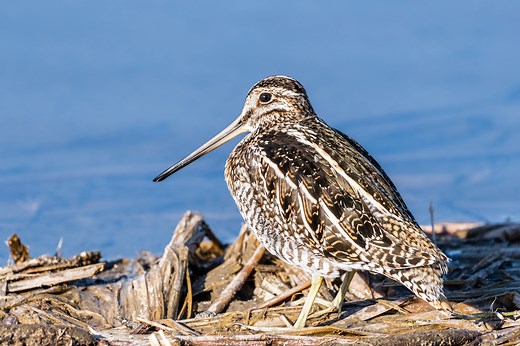 Snipe Hunting 101: How to Bird Hunt on the Beachfront