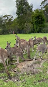 13M views · 463K reactions | Kangaroo breakfast time 輦殺凌 Make sure to LIKE our Symbio Wildlife Park page to get a daily dose of cute, cuddly and awesome in your news feed. | Symbio Wildlife Park | Facebook