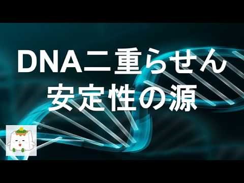 DNA二重らせん構造の安定性【物理化学、生物化学】