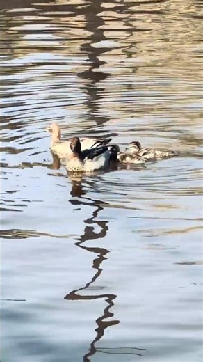 🌿 Patient Ducks with Chicks in the Morning Spring Pool #sorts