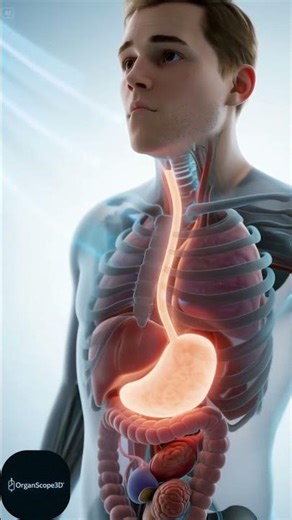 This Is What Really Happens When You Eat