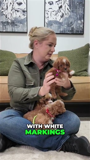 💕 Gazelle & Jemma – Small, Sweet, and Simply Stunning