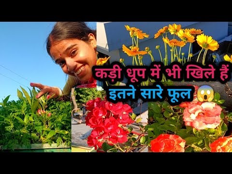कड़ी धूप में भी खिले इतने सारे पौधे😱!Terrace garden overview 🥰! Terrace garden shocking result!