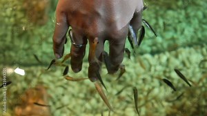 Asian traditional fish spa. Thousands of Garra rufa also called doctor fish cleaning a bather's feet. Original skincare. Cambodia.