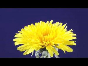 Dandelion flower & clock time-lapse