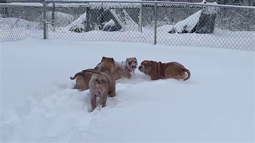 Rare Color Pit Bulls See Snow for the First Time