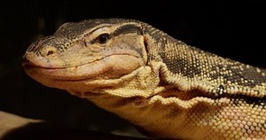 lizard water monitor licks his lips close up 4k