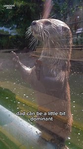 38K views · 323 reactions | Meet the otters 簾 The squeakiest animals at the Zoo, our otters are fed 4 times a day - more often than our lions! But that doesn’t stop them chirping away each time they see a zookeeper to ask for an extra snack! Follow for more from our #AskTheKeeper series and learn what goes on behind the scenes at London Zoo - thank you keeper John for the insight! This video was created in partnership with Liontrust Heroes. #Otter #LondonZoo #zoo | London Zoo | Facebook