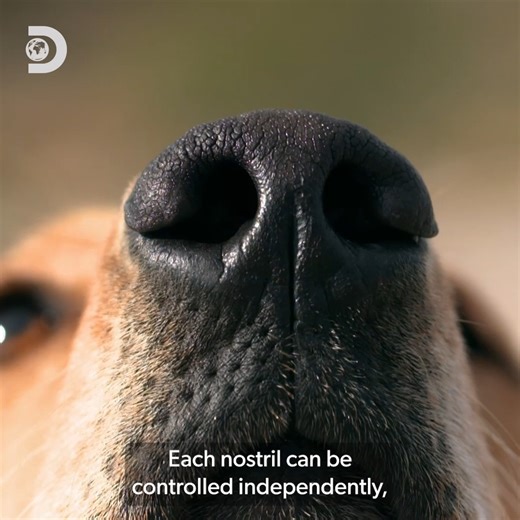 "Some dogs are so much more than pets, they're heroes" 🐕 #HowDoAnimalsDoThat | Discovery Channel UK