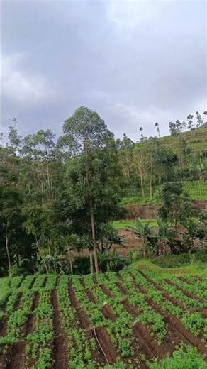 POV Ngabuburit di Kampung, Ngobrol dengan Pemandangan Sawah dan Suara Tongeret #suasanadesa