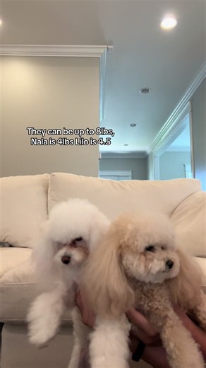 Understanding the Unique Traits of Toy Poodles