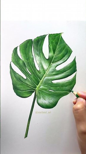 몬스테라 색연필 보태니컬 드로잉 colored pencil botanical drawing