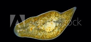 Worm Convoluta sp. under the microscope, Order Acoela. Convolutidae family, are found worldwide in marine and brackish waters, lead a benthic lifestyle. Black Sea