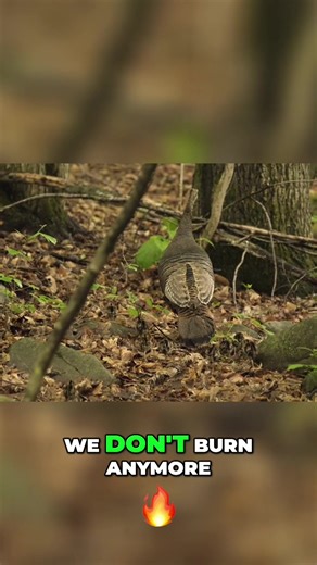 Understanding Wild Turkey Conservation Strategies