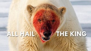 20K views · 528 reactions | Polar Bears are Arctic apex predators that make home to one of the most inhospitable habitats on the planet. ‍❄️ . . This video is partnered with Animalogic, a Blue Ant Media brand that explores everything that is wacky and wonderful about the animal kingdom. | Love Nature | Facebook