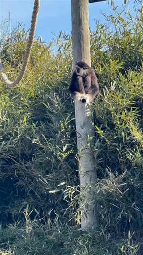 Gary: Head of Duck Prevention #gibbon #animalencounters #funnyanimals #kansas | Tanganyika Wildlife Park