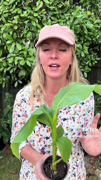 Japanese Hardy Banana Plant for a Tropical Garden