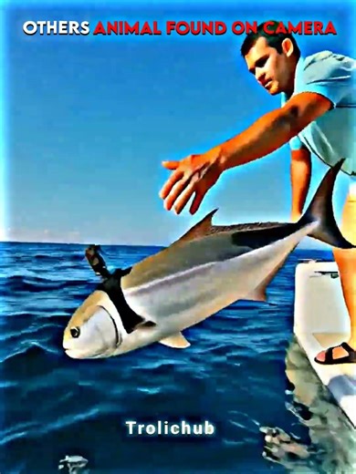 Others Animal Found On Camera Vs Last One 💀#trollface​ #trolledit​ #edit​