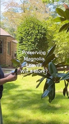 Preserving magnolia leaves.Here’s my experiment—stay tuned for results.