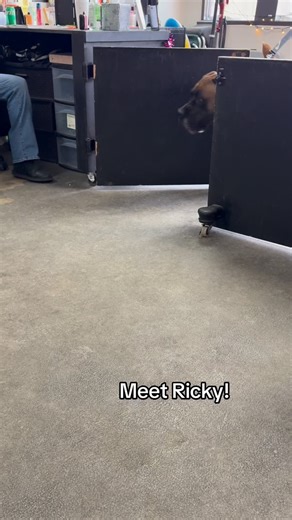 Meet Ricky! He came to us as a new adoption, and extremely dog reactive. His new owners are dedicated and do not want to give up on him. This is our first time meeting him. Our first goal is to be in a room of dogs and owner to handle. Stay tuned for his progress! Great job!#themuttleycru#reactivedog #borboel | The Muttley Cru