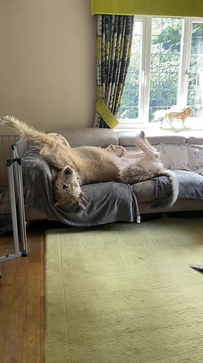 Irish Wolfhound Puppy's Sofa Adventure