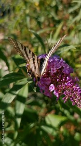 Podalirio butterfly (Iphiclides podalirius) on a purple pink flower of the Buddleja davidii shrub