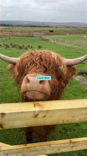 Sutherland - a Highland county of wild coasts and Norse roots.
