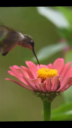 4.7K views · 493 reactions | Watch as a Female Ruby Throated Hummingbird feeds from the Zinnias on our property. #birdphotography #birdwatching #naturelovers #birds | Daniel Riddle | Facebook
