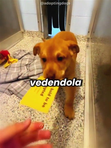 🐶❤️ Finalmente Ha Trovato Una Famiglia