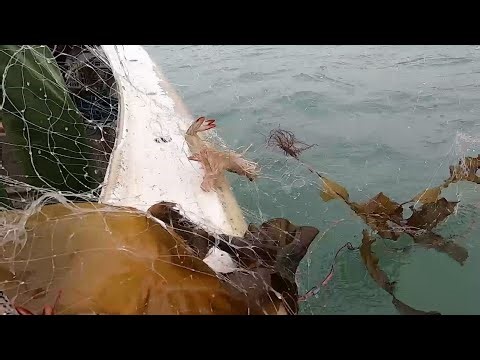 Ah Xiong went to Ah Feng's place to catch shrimp again, bringing them onto the boat in huge quant...