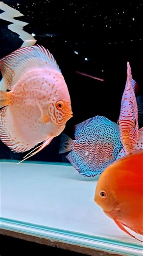 🔥 WHITE RED BLUE 🔥 | Ikan Hias Discus Fish | Main Ikan id | Aquarium | Aquascape | Farm