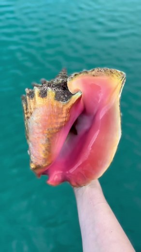 I’ve always been fascinated by queen conch shells 🐚 whenever i found a shell on the beach I would always put my ear to it to listen to the sound of the ocean 🌊 #queenconch #seashell #shell #shelltok #mermaid #bahamas #bahamastiktok #oceantok #ocean