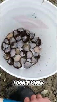 Clam Digging: The Ultimate Guide to Purging & Releasing #shorts