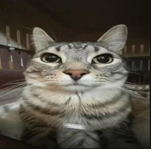 Exploring Cat Memes Through Lyrics