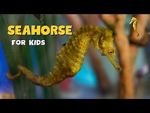Seahorse Facts | Educational Video for kids