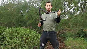 2.2K views · 75 reactions | DESCRIPTION The red bellied black snake...