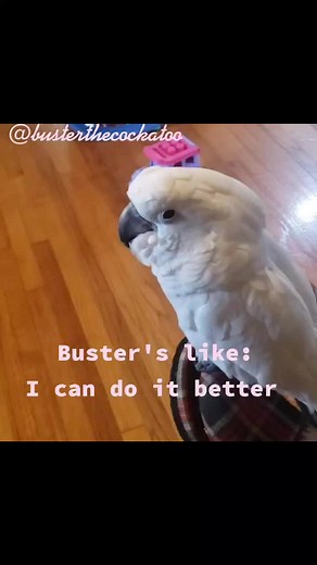 who cries the best #fyp #viral #baby #crying #cockatoosoftiktok #parrotstiktok