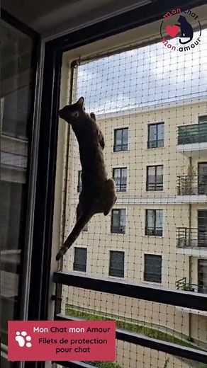 Ce Spider Chat teste son filet de protection ultra résistant & installé SANS percer : Approuvé !✅🐾😺