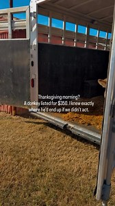Meet Brick — a little donkey who almost slipped straight into the slaughter pipeline. James spotted him on Craigslist Thursday morning for just $350. A donkey listed that cheap, in an area where traders watch those pages like hawks… we all know what would’ve happened next. Someone would snatch him up, haul him to the nearest auction, and flip him for profit. With the auction coming up next weekend, Brick wouldn’t have stood a chance. So even on Thanksgiving, we didn’t hesitate — we showed up. Be