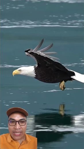 burung elang berburu di air#birds #birds #bunyimurai #lovebirds #dunfallowlovebird #parrot #lovebird