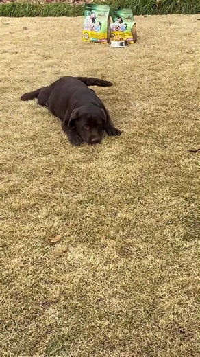 Labrador Training Tips for Happy Pets