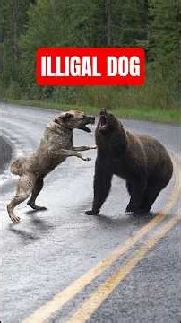 These The Only Dogs A Wolf Won't Attack? #dogs #wildlife #shorts