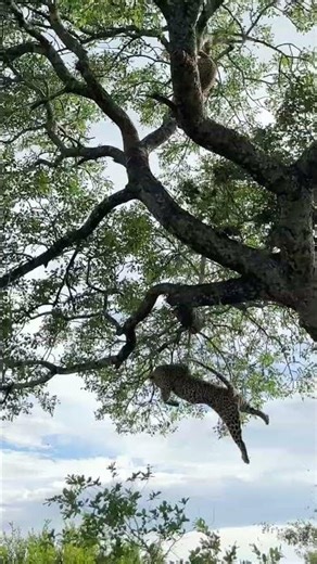 Leopard Survives 6 Metre Fall After Fighting Rival