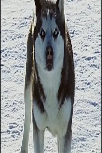 1.1M views · 10K reactions | Most touching movie Eight Below part 7 | La frase 21 | Facebook